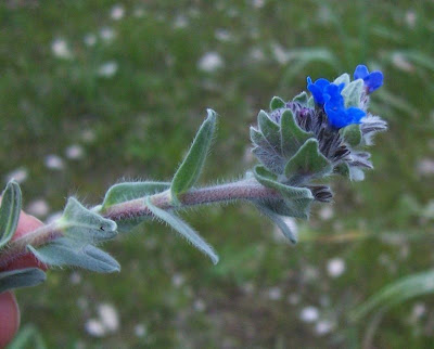Dyer's bugloss