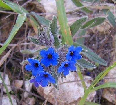 Dyer's bugloss
