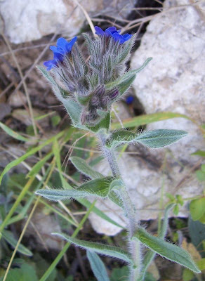 Dyer's bugloss