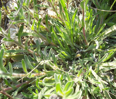 Dyer's bugloss