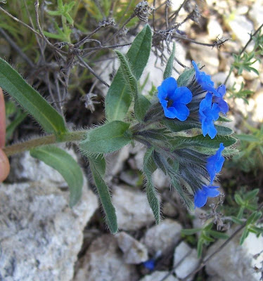 Dyer's bugloss
