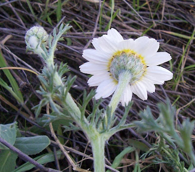 Camomilla tomentosa