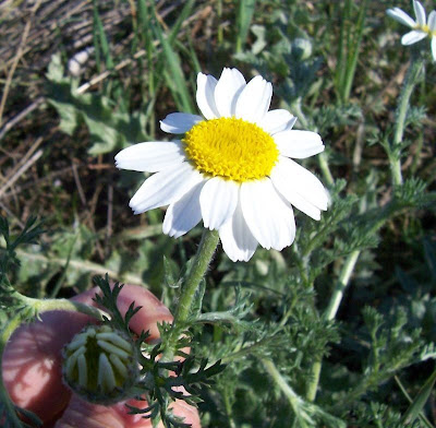Camomilla tomentosa