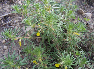 Ajuga chamaepitys (L.) Schreber