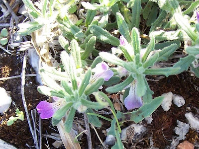Ajuga iva (L.) Schreber