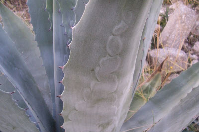 Agave americana L.