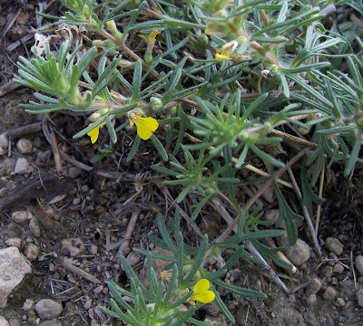 Ajuga chamaepitys (L.) Schreber