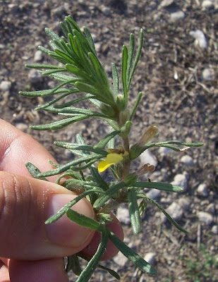 Ajuga chamaepitys (L.) Schreber