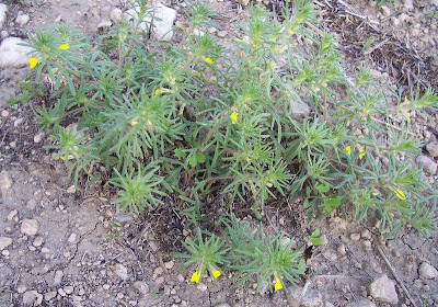 Ajuga chamaepitys (L.) Schreber