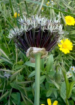 Broadleaf garlic Broadleaf garlic