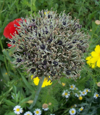 Broadleaf garlic Broadleaf garlic