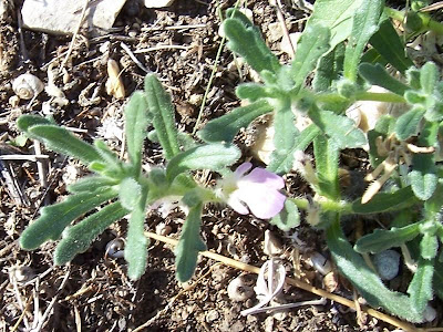 Ajuga iva (L.) Schreber