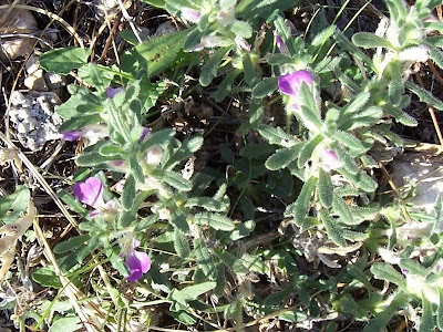 Ajuga iva (L.) Schreber