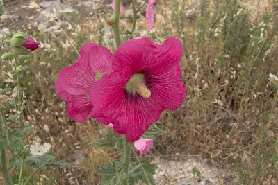 Gew�hnliche Stockrose