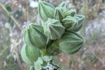 Gew�hnliche Stockrose