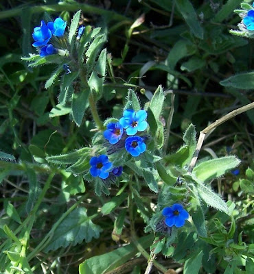 Dyer's bugloss