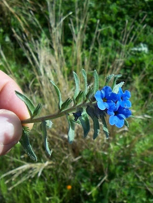 Dyer's bugloss