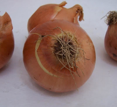 Garden onion Garden onion