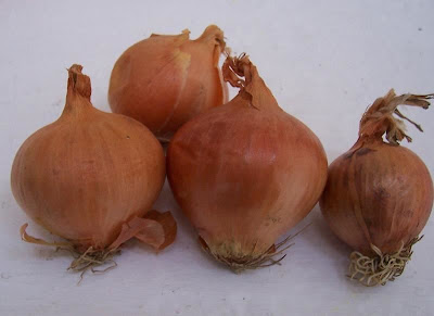 Garden onion Garden onion