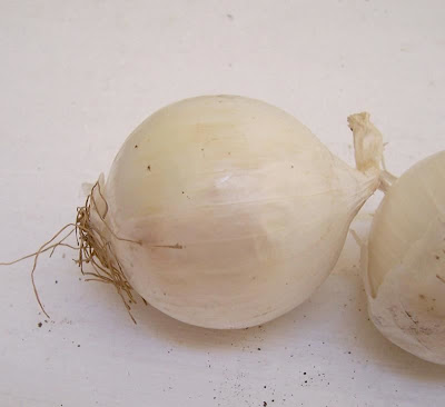 Garden onion Garden onion