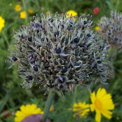 Broadleaf garlic Broadleaf garlic