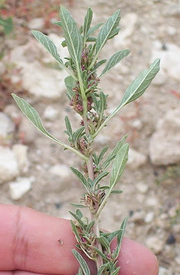 Amaranthus blitoides S. Watson