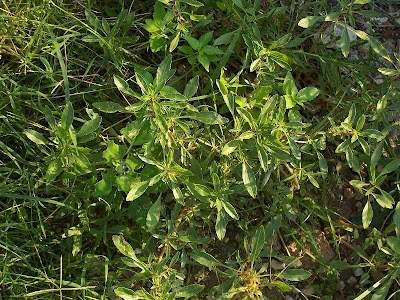 Amaranthus blitoides S. Watson