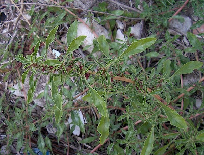 Amaranthus blitoides S. Watson