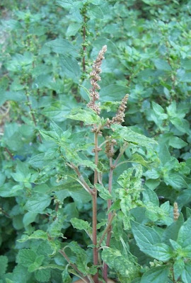 Amaranthus deflexus L.