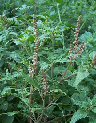 Amaranthus deflexus L.
