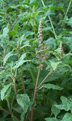 Amaranthus deflexus L.