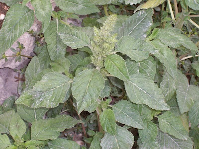 Amaranthus retroflexus L.