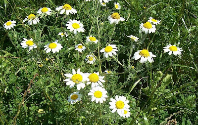 Camomilla tomentosa