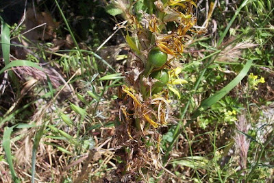 Yellow asphodel