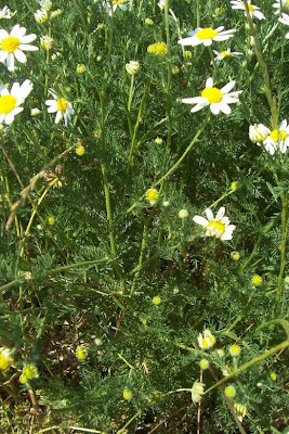 Field chamomile Field chamomile