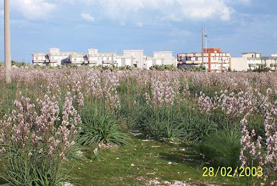 Asfodelo maggiore Asfodelo maggiore