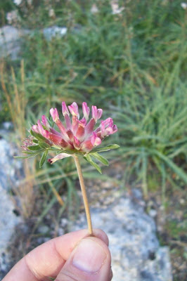Common kidney-vetch Common kidney-vetch