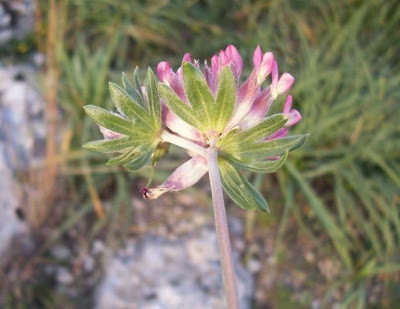 Common kidney-vetch Common kidney-vetch