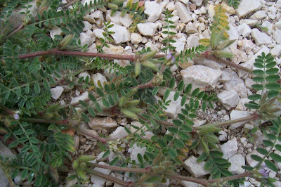 Astragalus sesameus,
Astragalo minore,
Small Flowered Milk Vetch