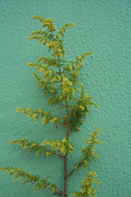 Artemisia annua L.