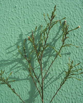 Narrow Leaved Aster