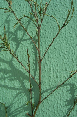 Narrow Leaved Aster