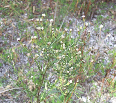 Narrow Leaved Aster