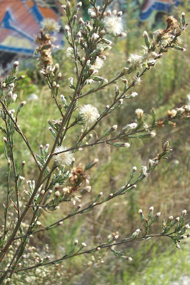 Narrow Leaved Aster