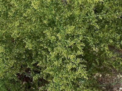 Annual Mugwort, Artemisia annua Annual Mugwort, Artemisia annua