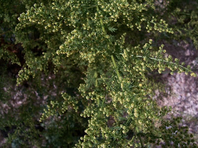 Annual Mugwort, Artemisia annua Annual Mugwort, Artemisia annua