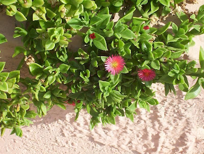 Baby sun-rose