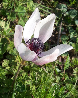 Anemone coronaria,
Anemone dei fiorai,
lilies-of-the-field,
Poppy Flowered Anemone