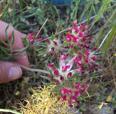 Common kidney-vetch Common kidney-vetch