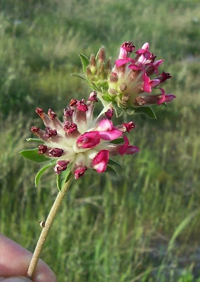 Common kidney-vetch Common kidney-vetch